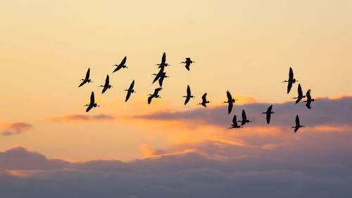 Flock of silhouette birds flying against sky during sunset