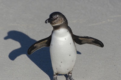 Close-up of penguin