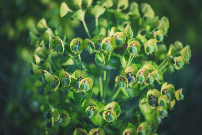 Close-up of flowering plant