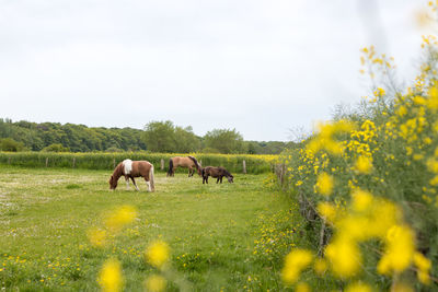 Horses grazing in field