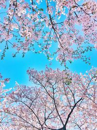 Low angle view of pink flowers