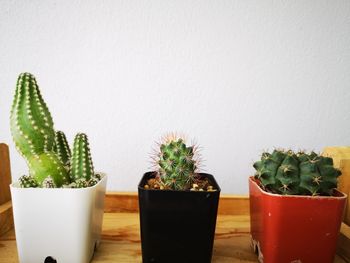 Close-up of potted plants on table against wall