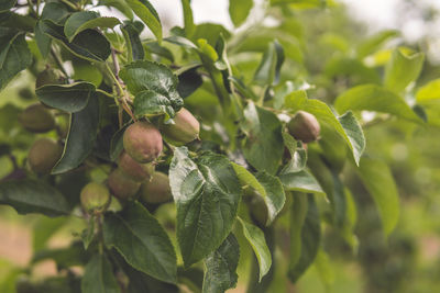 Close-up of berries growing on tree