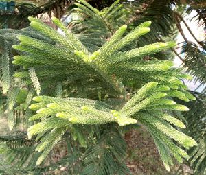 High angle view of green plant