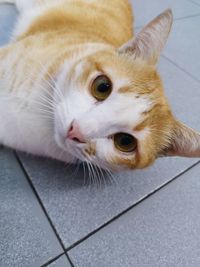 Close-up portrait of white cat