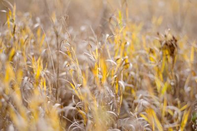 Close-up of wheat field