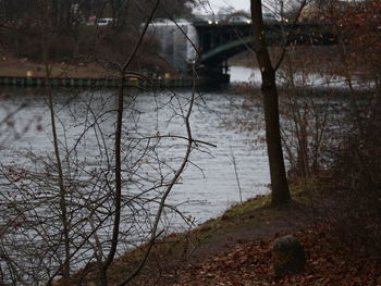 Close-up of bare tree by lake