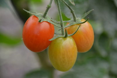 Close-up of tomatoes growing on plant