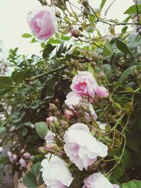 Close-up of pink flowers blooming on tree