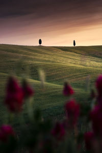 Scenic view of field