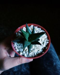 Close-up of hand holding potted plant