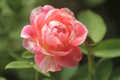 Close-up of red rose flower