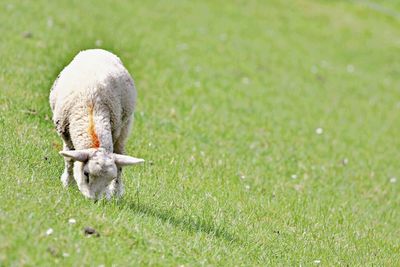 Lamb grazing on dyke