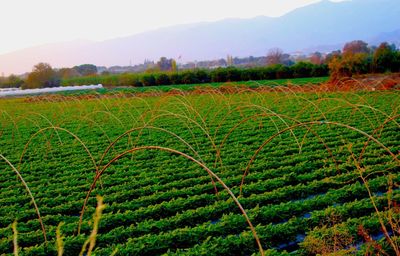 Scenic view of field against sky