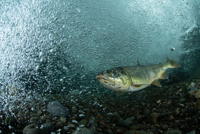 Close-up of fish swimming in sea