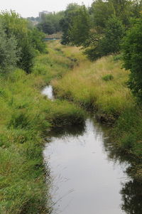 Scenic view of forest