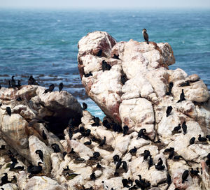 Birds perching on rock in sea