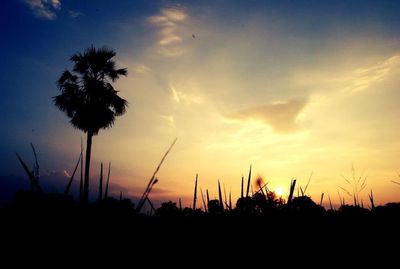 Silhouette of trees at sunset