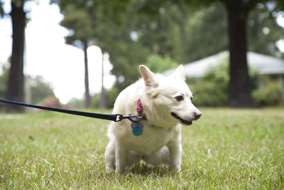 White dog on a leash peeing