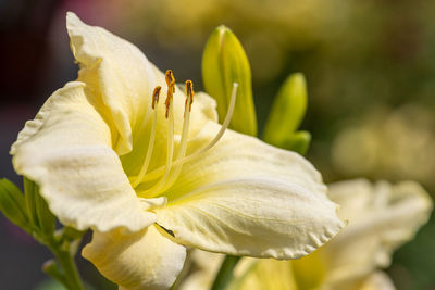 Close up of a lily flower in bloom in the garden