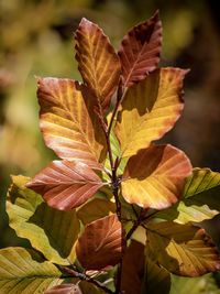 Close-up of maple leaves on plant