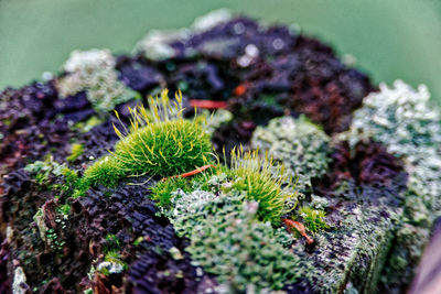 Close-up of plant