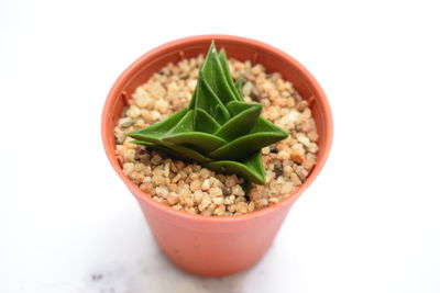 Close-up of salad in bowl