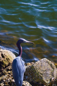 View of bird perching on rock
