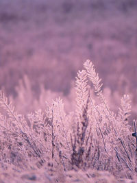 Close-up of frozen plants on land