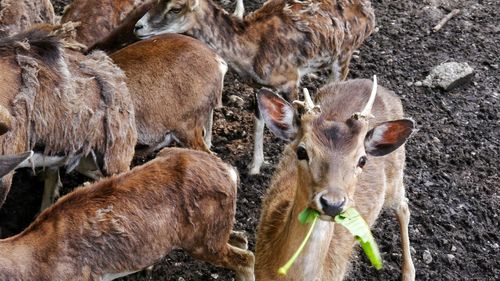 Close-up of deer standing outdoors