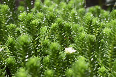 Close-up of pine tree