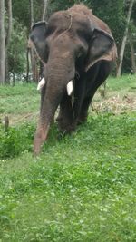 Elephant on field