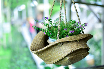 Close-up of potted plant hanging in straw hat