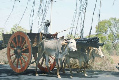 Senior man sitting on ox cart