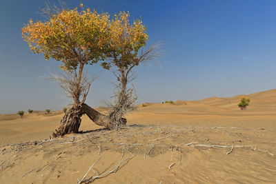 Tree on desert against sky