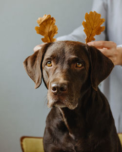 Close-up of dog