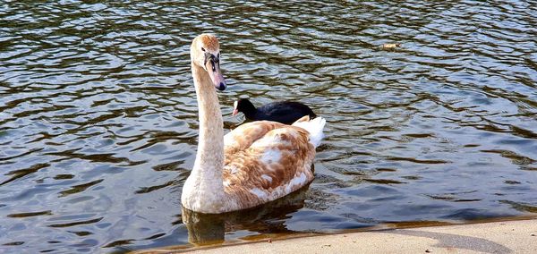 High angle view of swan swimming in lake