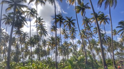 Low angle view of palm trees against sky