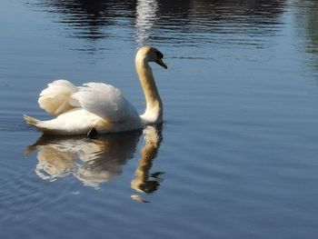 Swan floating on lake