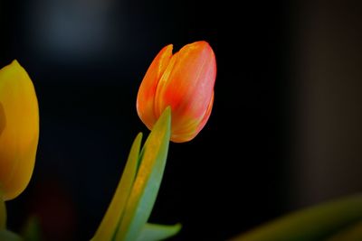 Close-up of orange tulip
