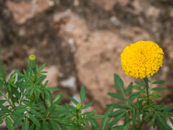 Close-up of yellow flowering plant