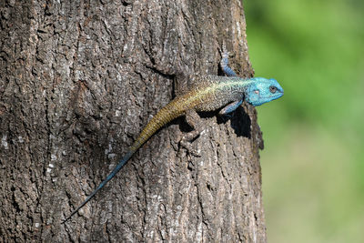 Close-up of lizard on tree trunk