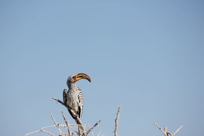 The etosha national park, namibia. one of the best parks for wildlife in africa. 