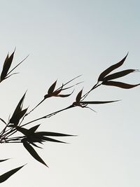 Low angle view of silhouette plant against clear sky