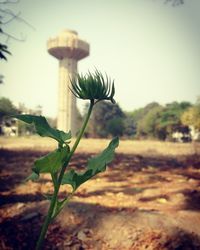 Close-up of plant against blurred background