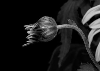 Close-up of wilted flower against black background