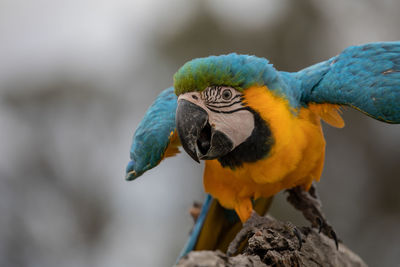 Close-up of a parrot