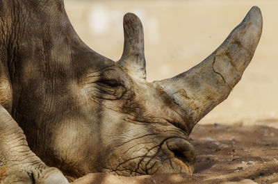 Close-up of rhinoceros on field