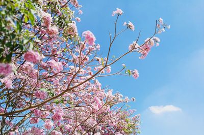 Low angle view of pink flowers on tree