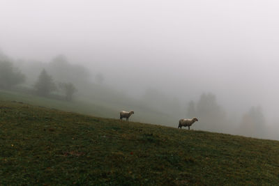 Horses in a field